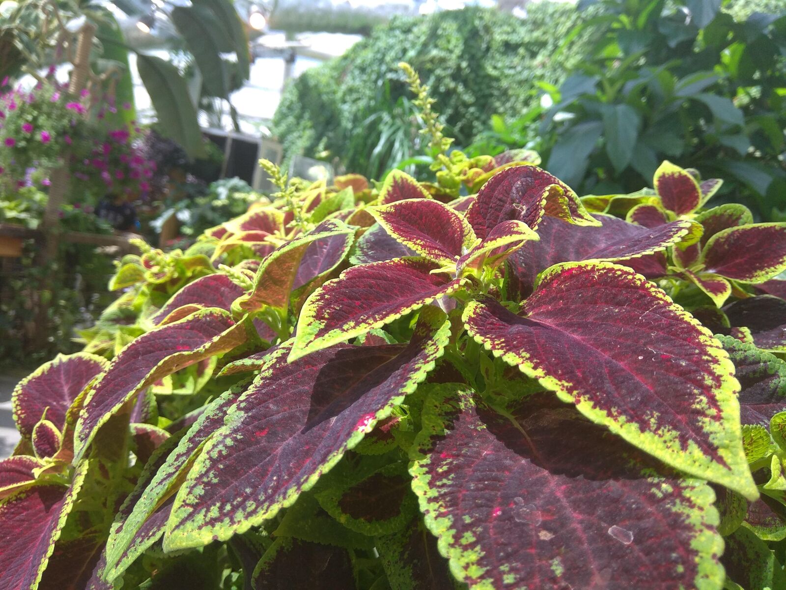 Xiaomi Redmi Note 4 sample photo. Flower, leaves, nature photography