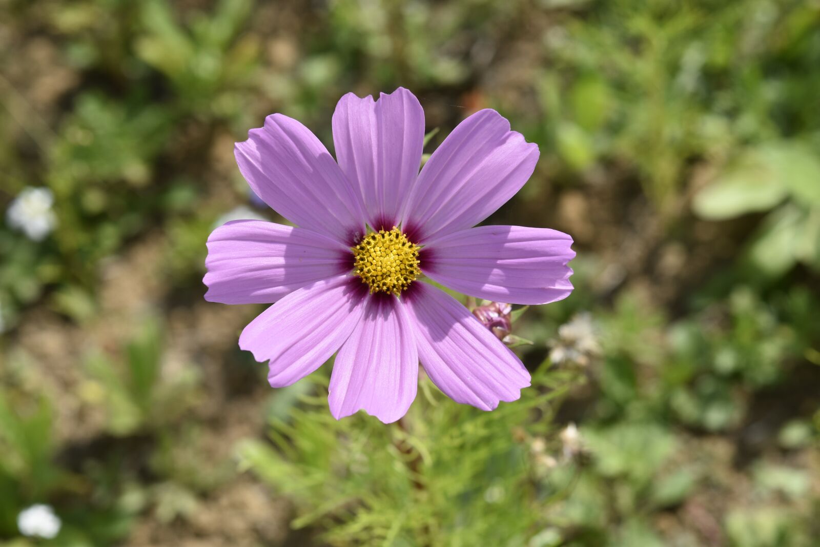 Nikon D5600 sample photo. Flower garden, purple flower photography