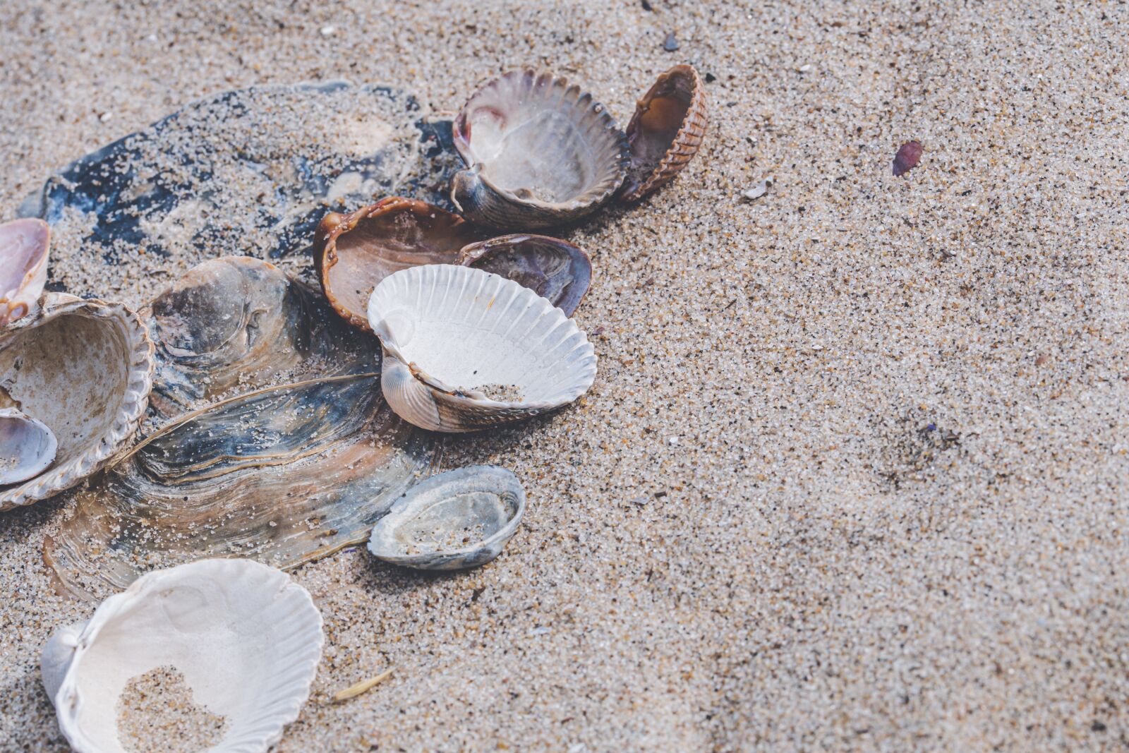 105mm F2.8 sample photo. Shells, sand, beach photography