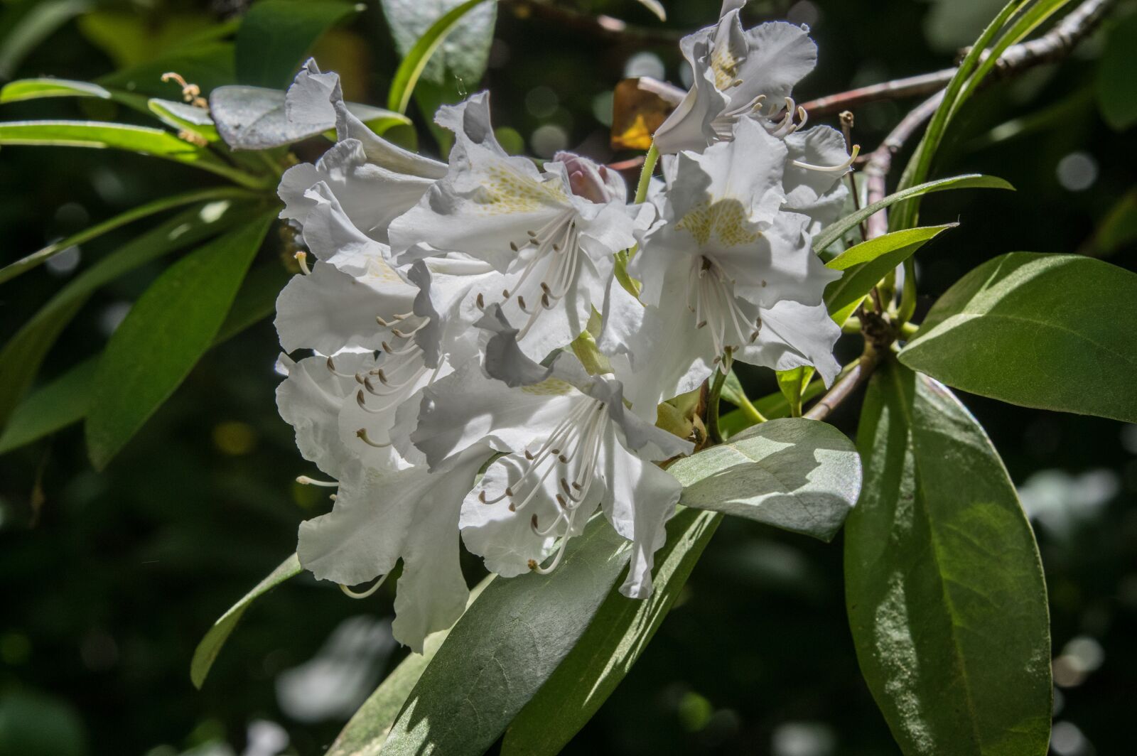 Pentax K-3 sample photo. Nature, blossom, bloom photography