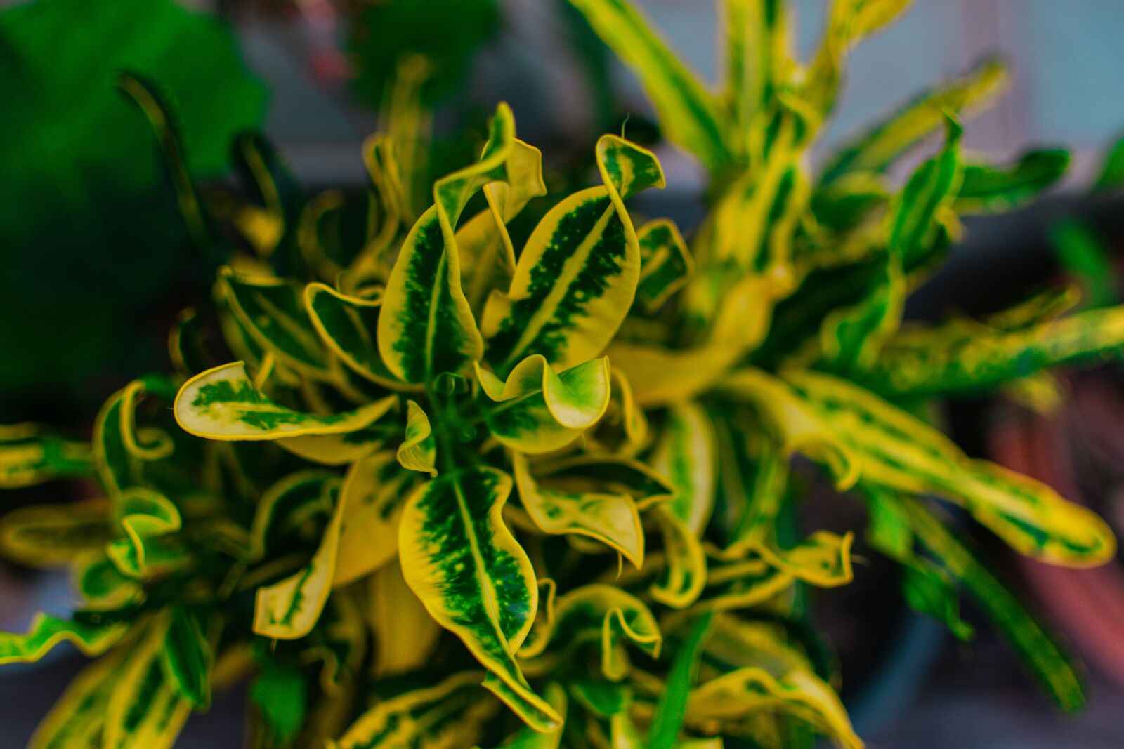 Nikon D5300 sample photo. Plant, garden, botanical photography