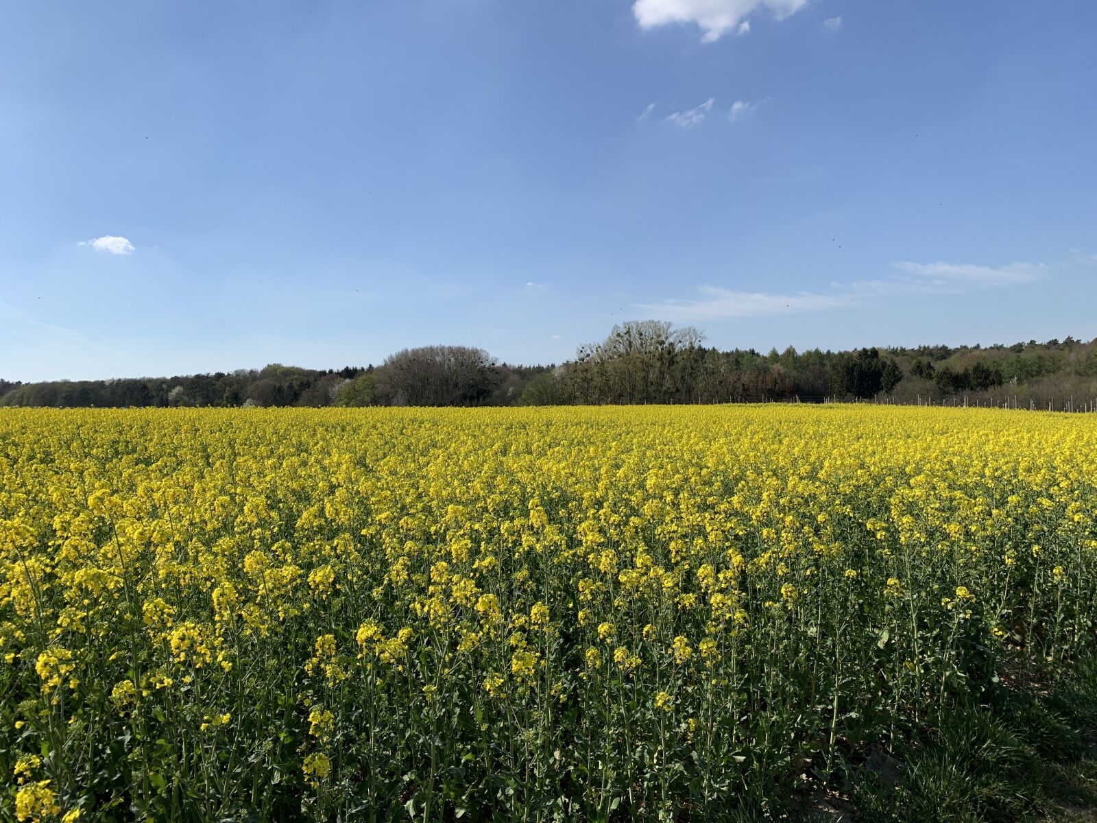 Apple iPhone XS sample photo. Bloom, field, spring photography