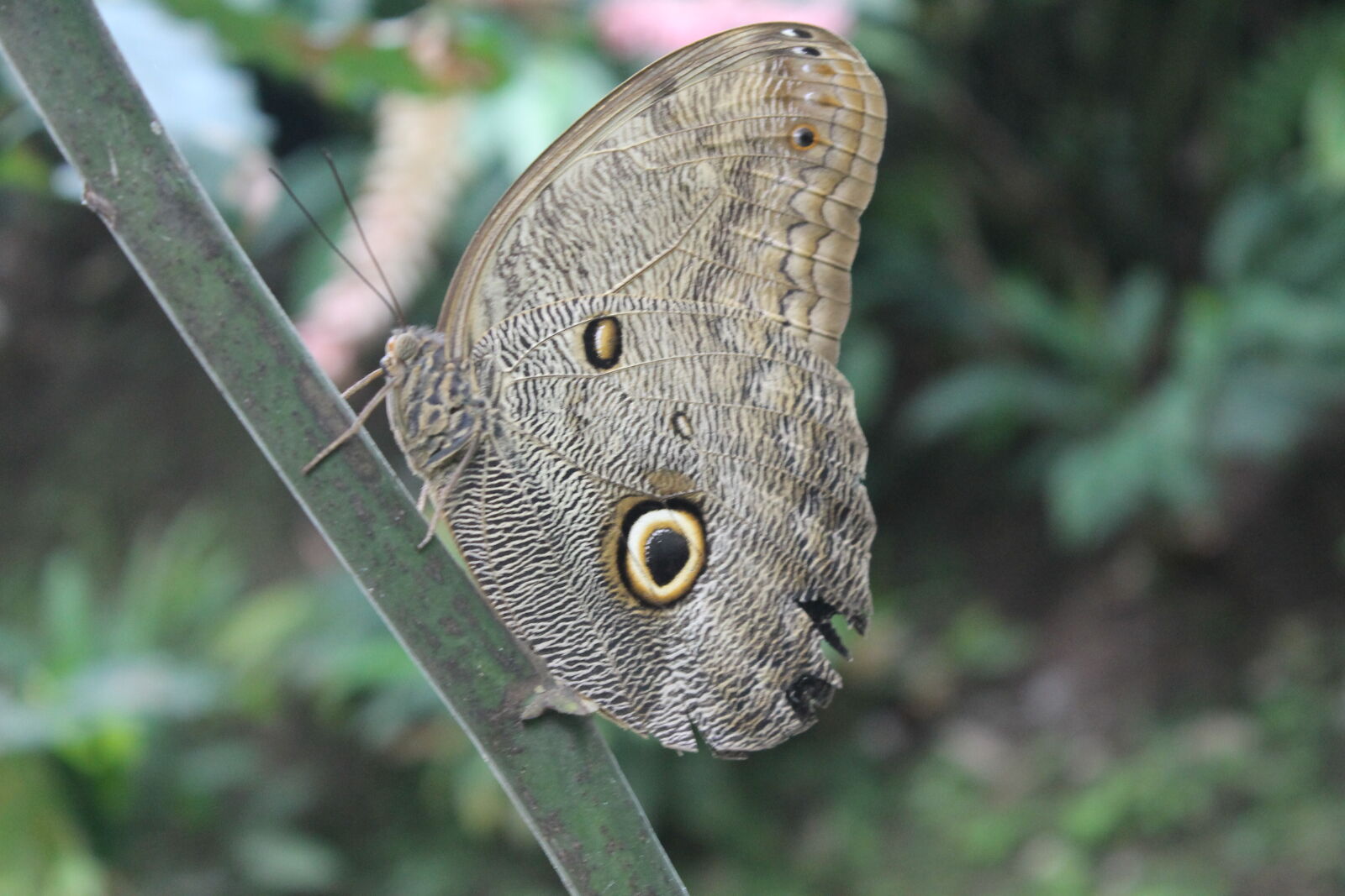 Canon EOS 1100D (EOS Rebel T3 / EOS Kiss X50) sample photo. Animal, animales, butterfly, on photography