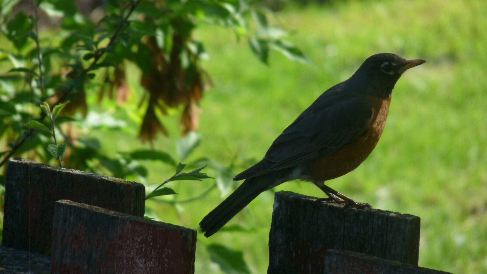 Panasonic Lumix DMC-FZ28 sample photo. Robin on a fence photography