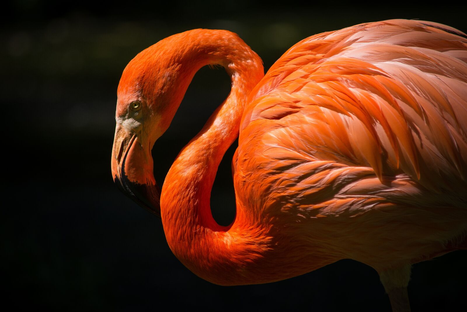 Nikon D5200 sample photo. Animal, flamingo, avian photography