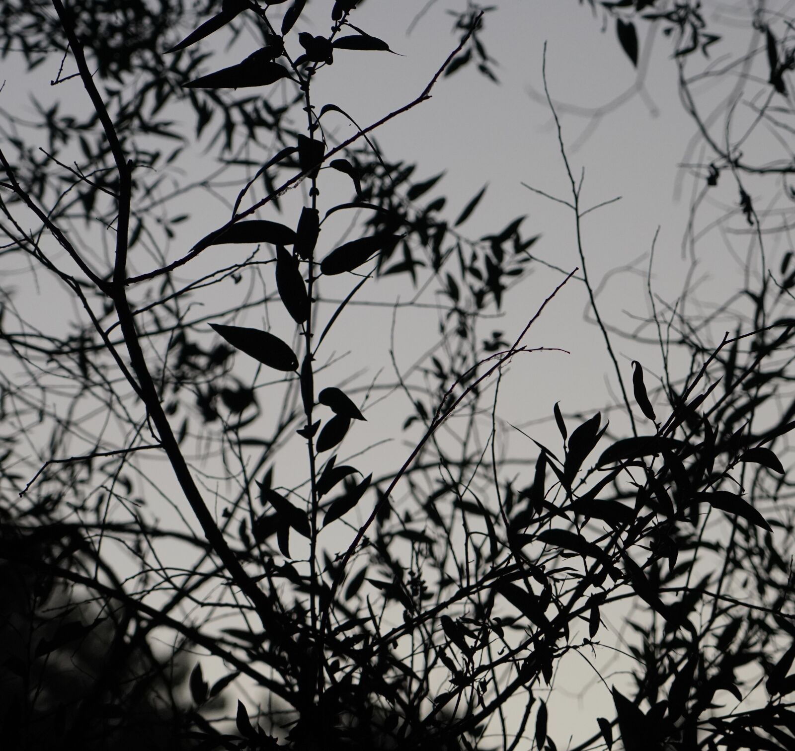 Sony a7R IV sample photo. Silhouette, leaves, trees photography