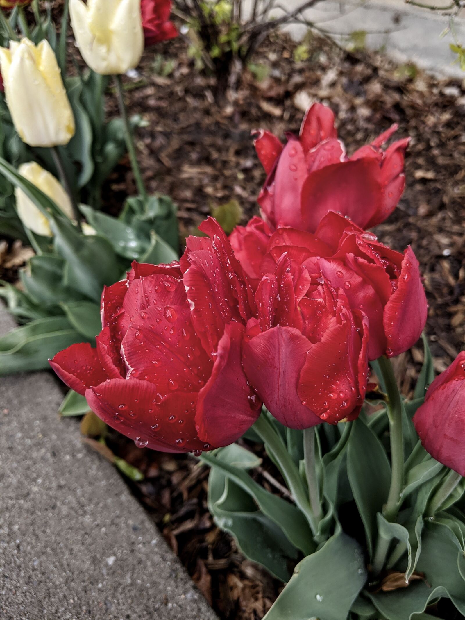 Google Pixel 3a sample photo. Flower, red flower, tulip photography