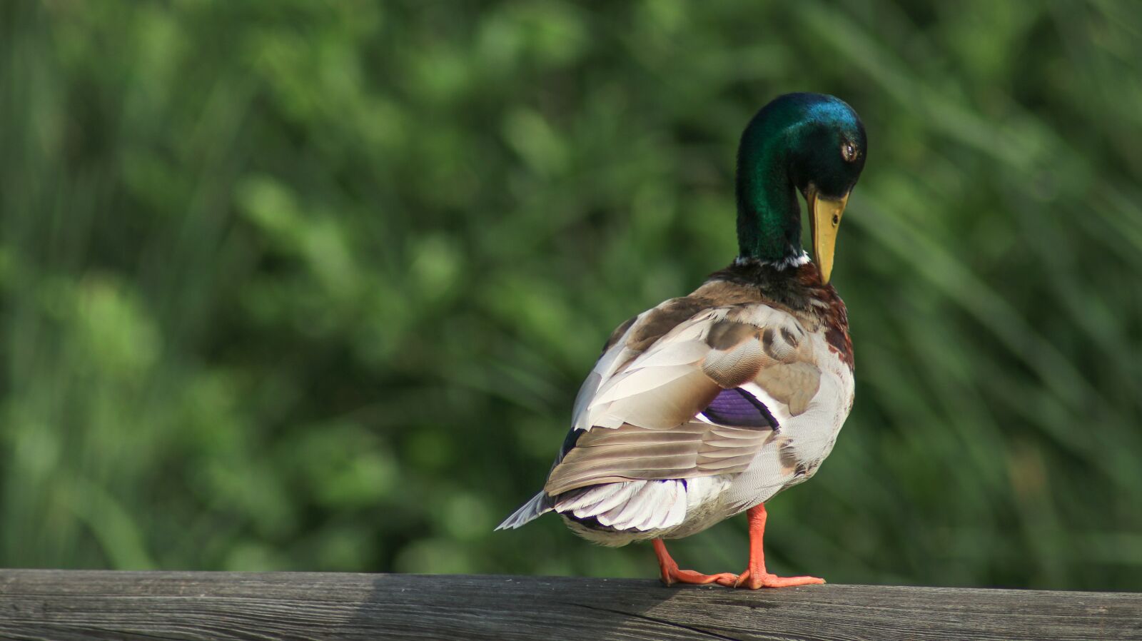 Canon EOS 80D sample photo. Mallard, web, nature photography
