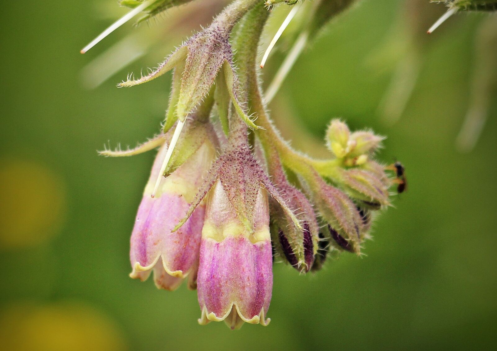 Canon EOS 550D (EOS Rebel T2i / EOS Kiss X4) sample photo. Wild flower, nature, blossom photography