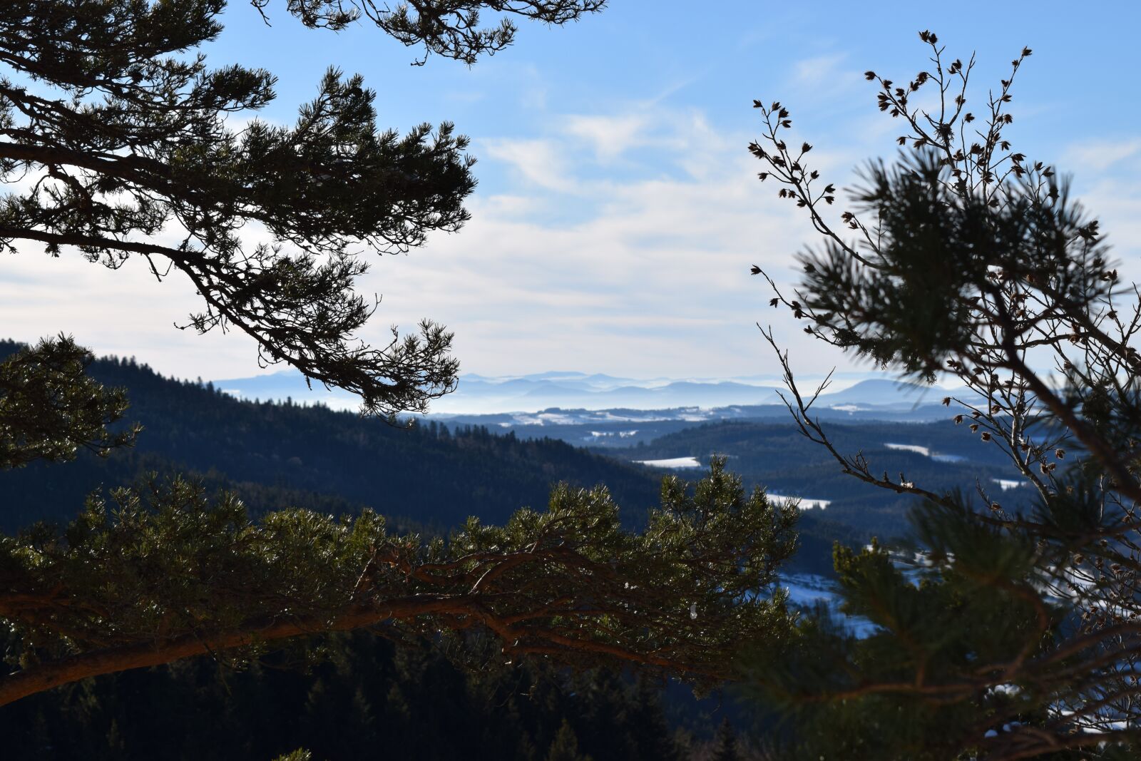 Nikon D5300 sample photo. Trees, snow, forest photography