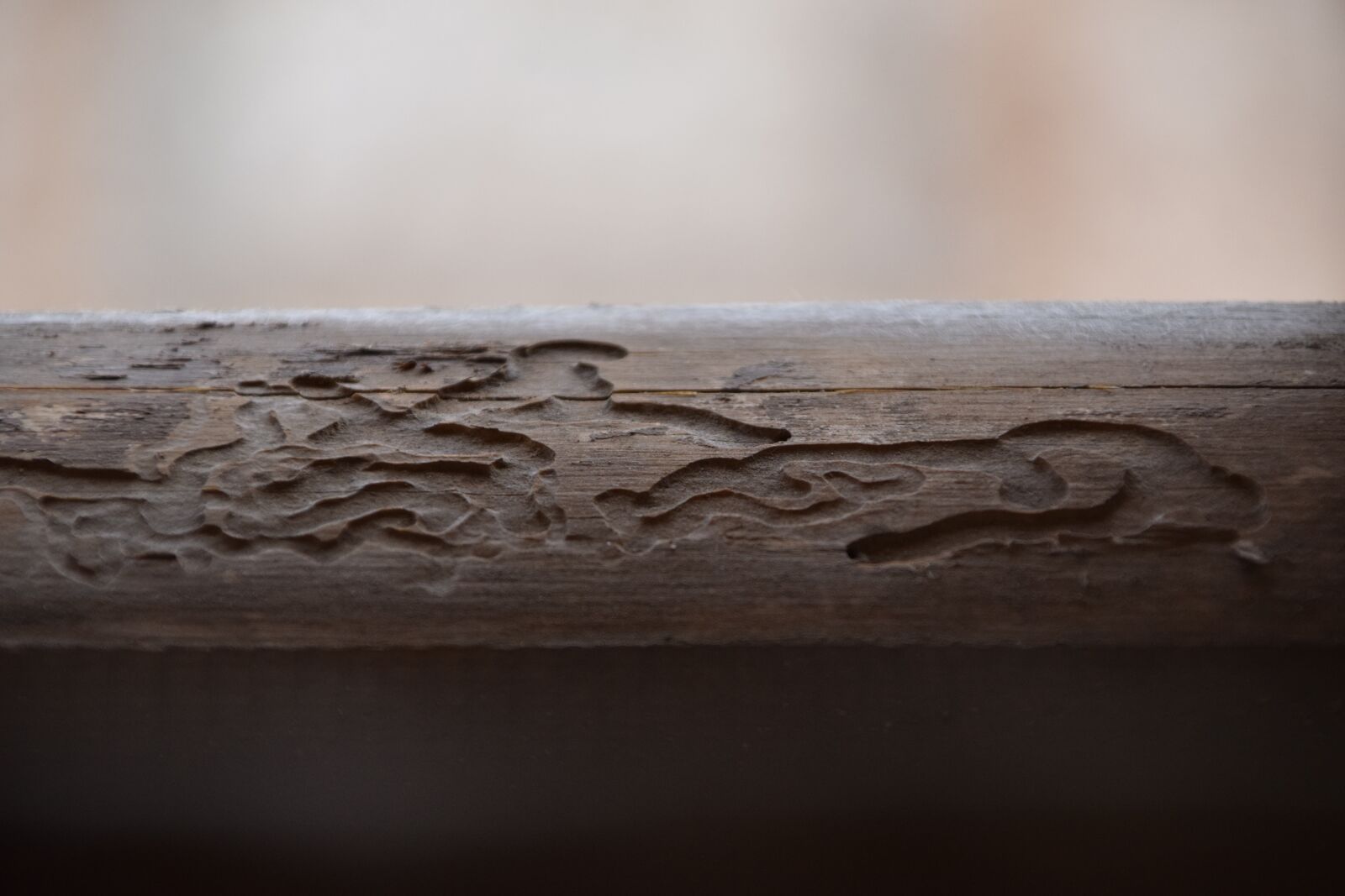 Nikon D5300 sample photo. Wood, l ko rout photography