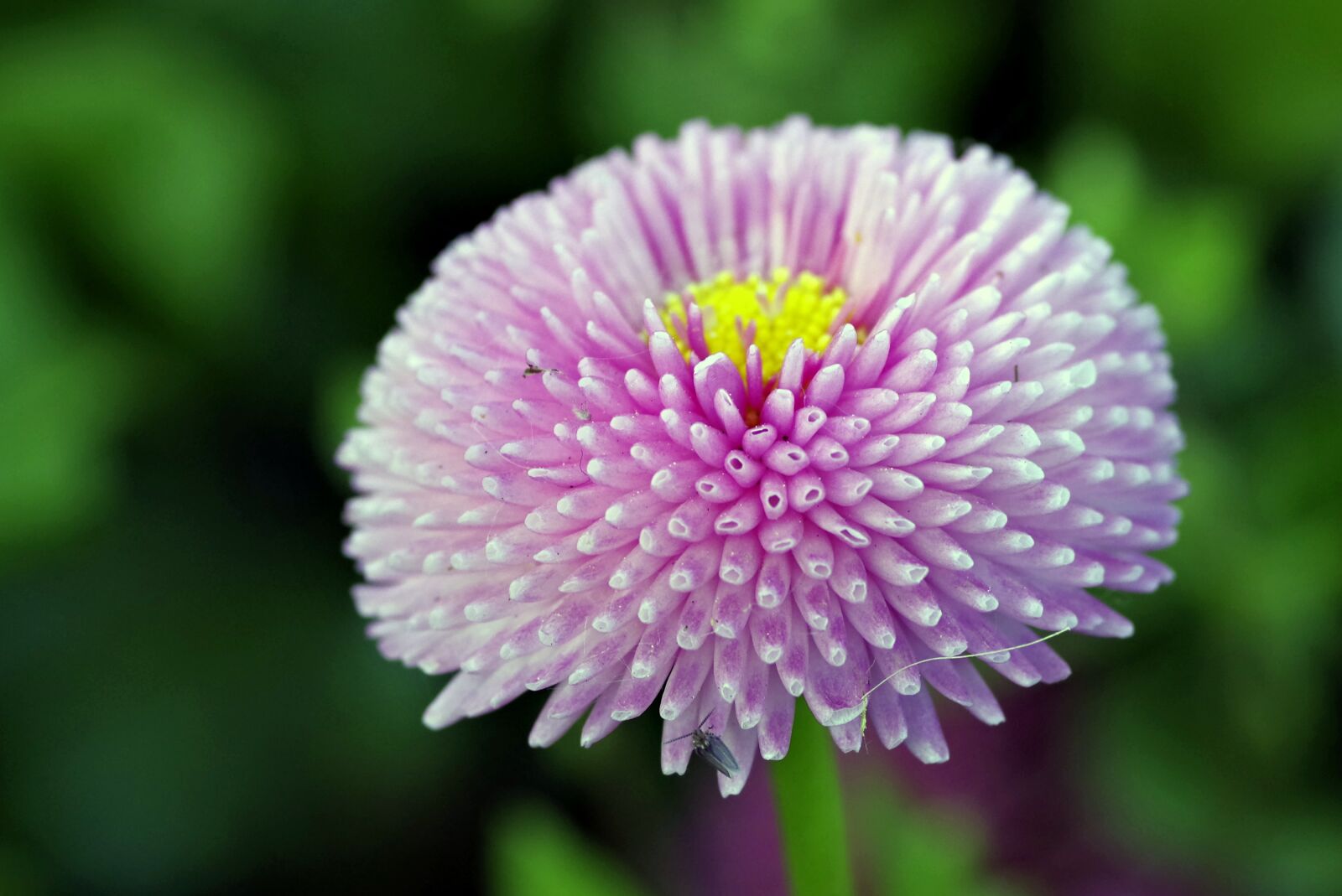 Pentax K-S2 sample photo. Flower, violet, spherical photography