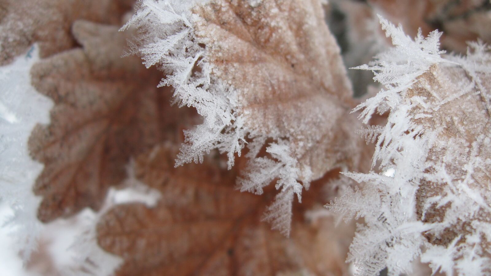 Canon PowerShot A590 IS sample photo. Frost, winter, leaf photography