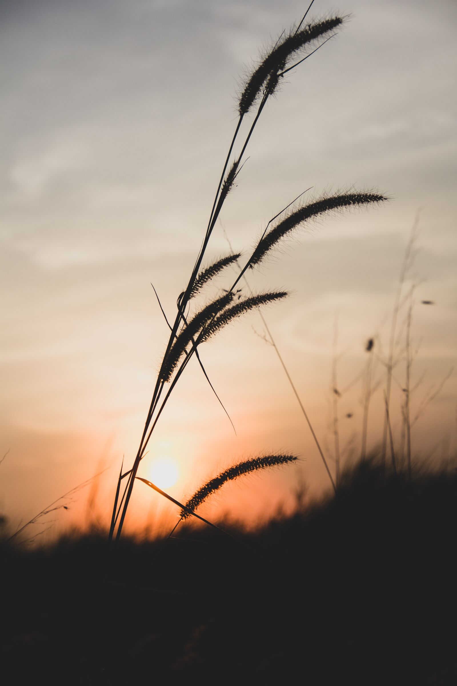 Canon EOS 60D sample photo. Spring, autumn, sunset photography