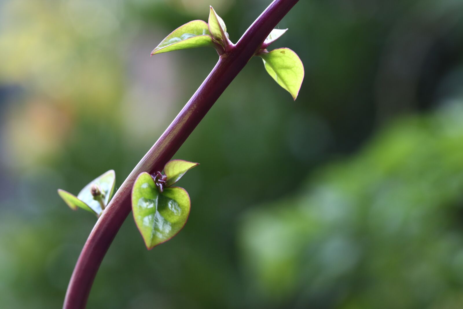 Canon EF 100mm F2.8L Macro IS USM sample photo. Nature, flowers, green photography