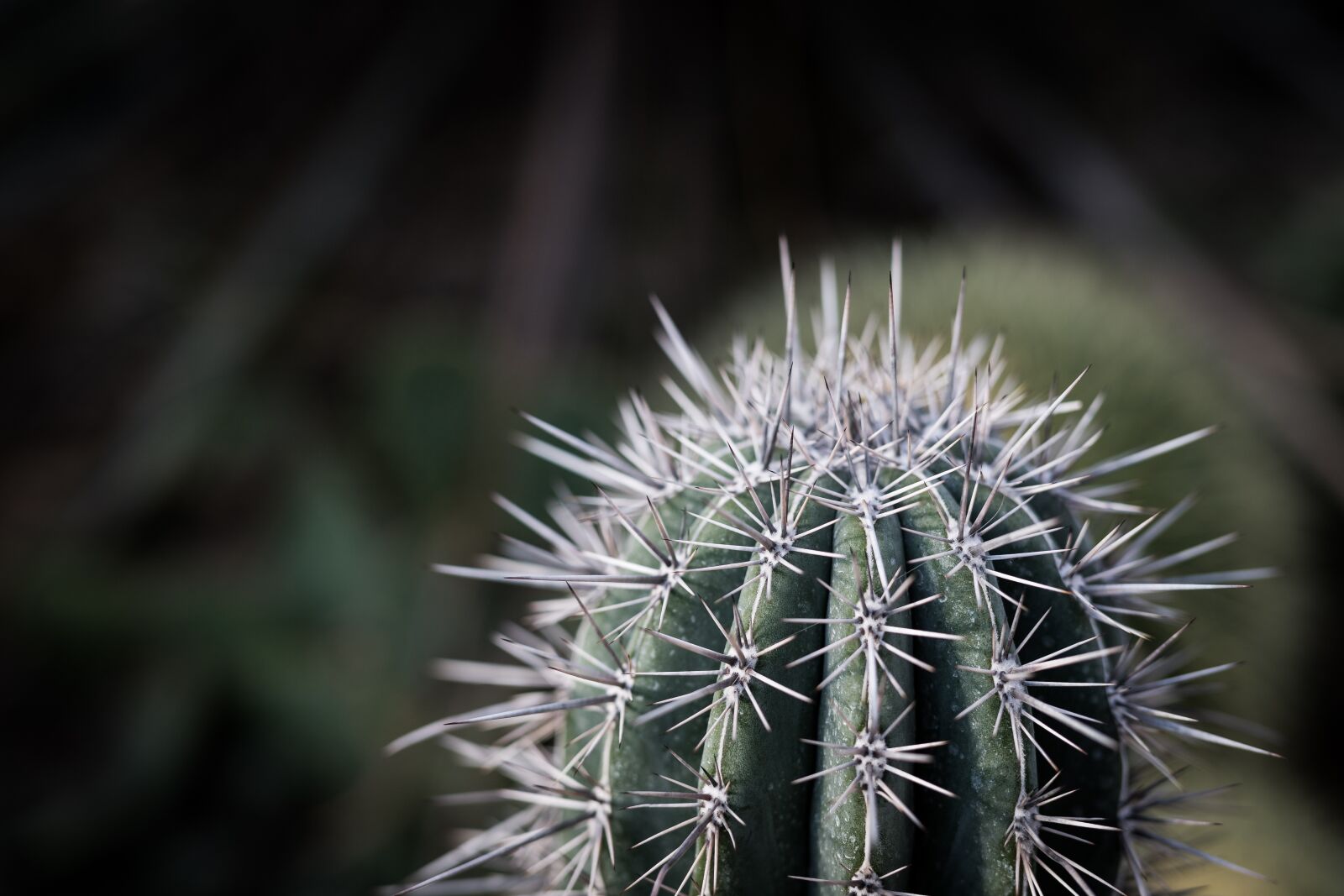 Canon EOS 6D Mark II sample photo. Spiked, spike, plant photography