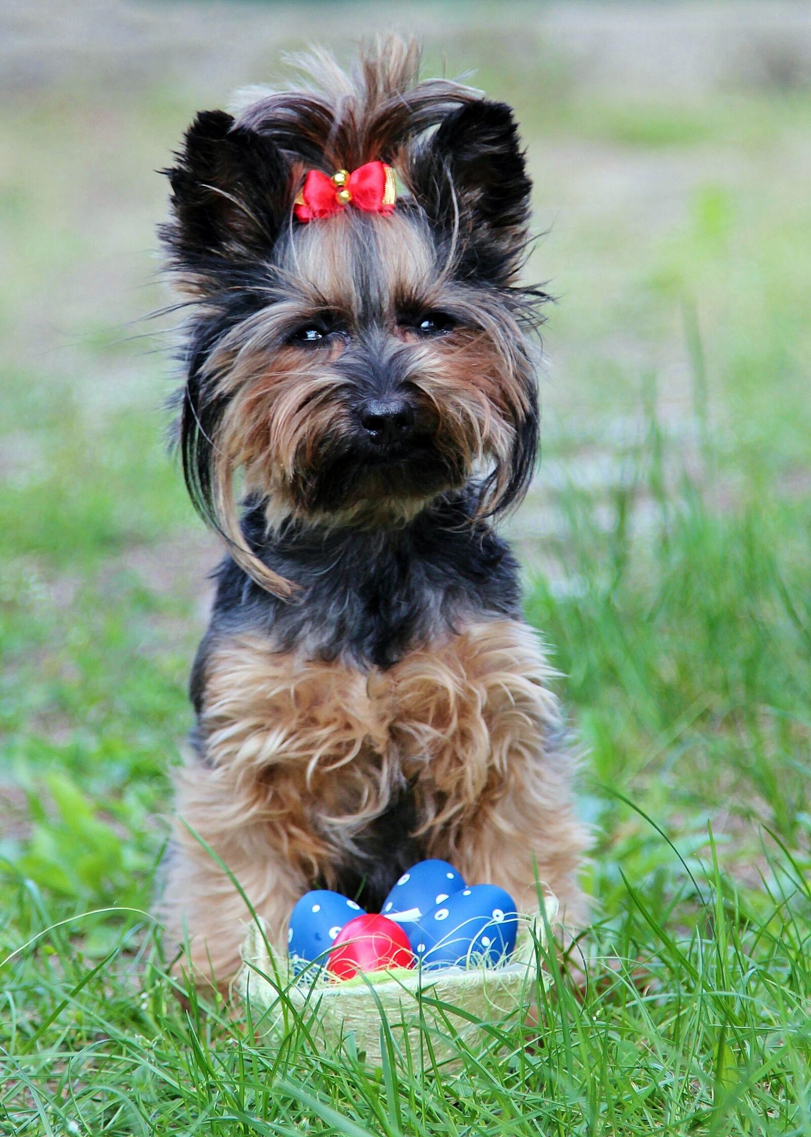 Canon EOS 600D (Rebel EOS T3i / EOS Kiss X5) + Canon EF 24-105mm F4L IS USM sample photo. Yorkie, eggs, bow photography