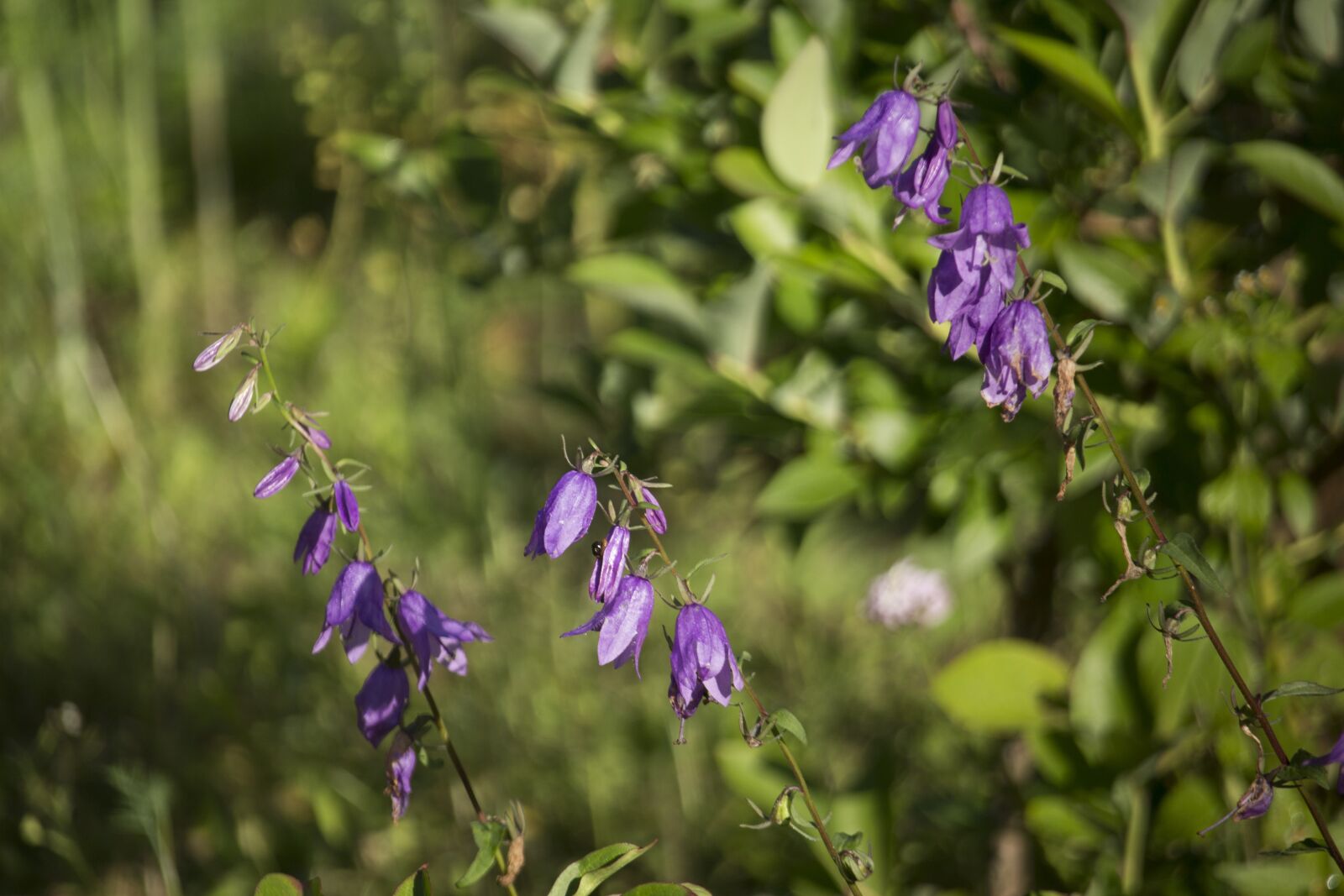 Canon EOS 700D (EOS Rebel T5i / EOS Kiss X7i) sample photo. Ringtones, summer, violet photography