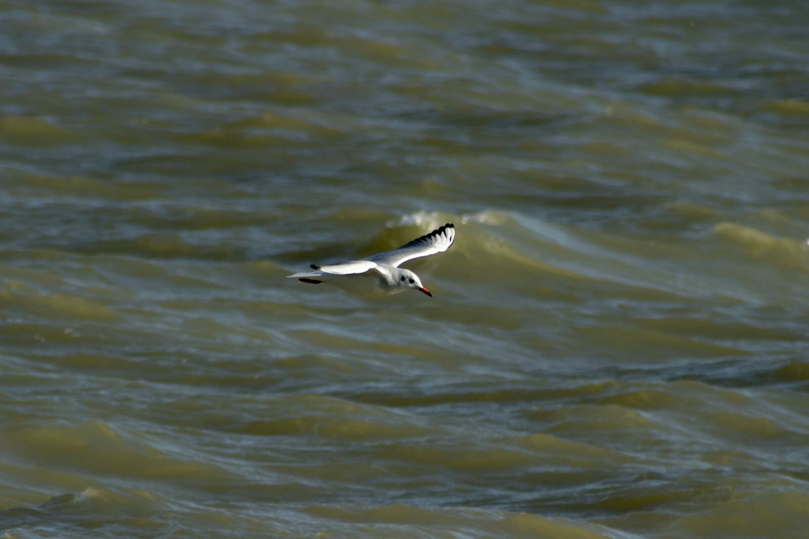Canon EF75-300mm f/4-5.6 sample photo. Seagull, bird, water bird photography