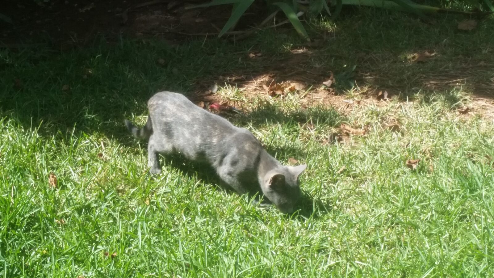 Samsung Galaxy S5 sample photo. Cute cats, feline, cat photography
