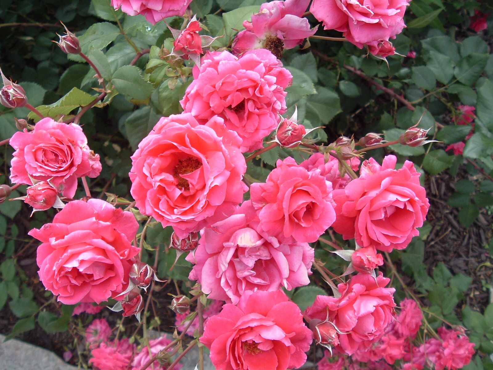 Fujifilm FinePix A210 sample photo. Pink, roses, bush photography
