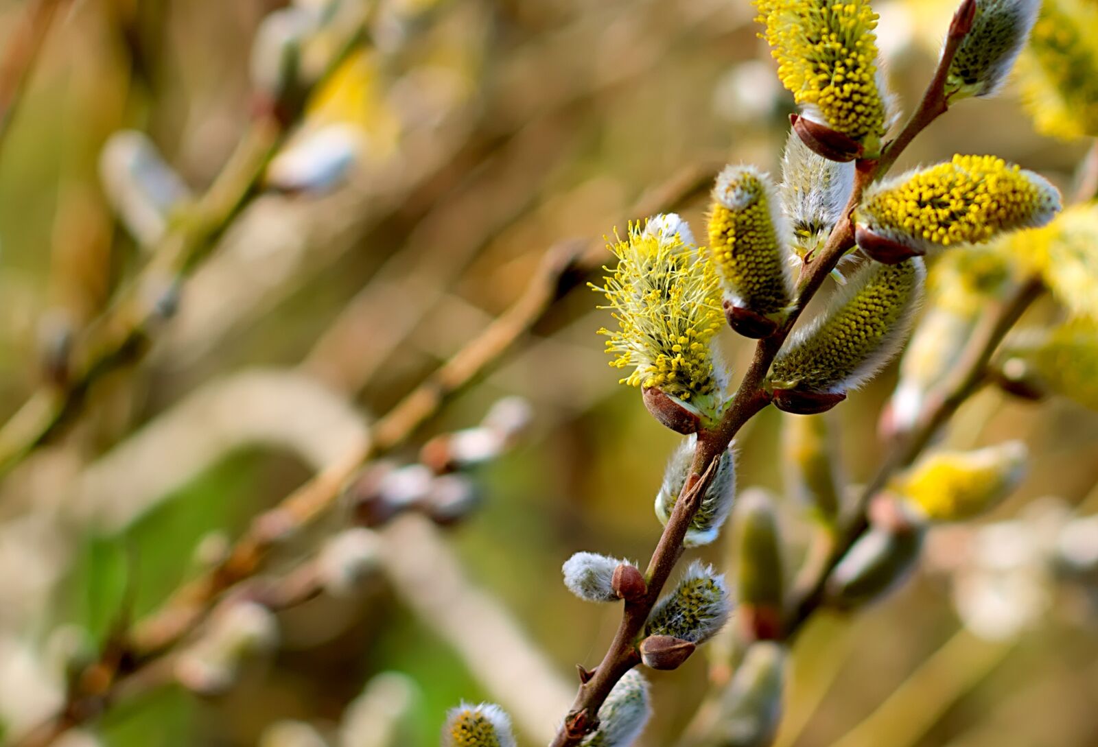 Nikon D3300 sample photo. Willow catkin, flowers, spring photography