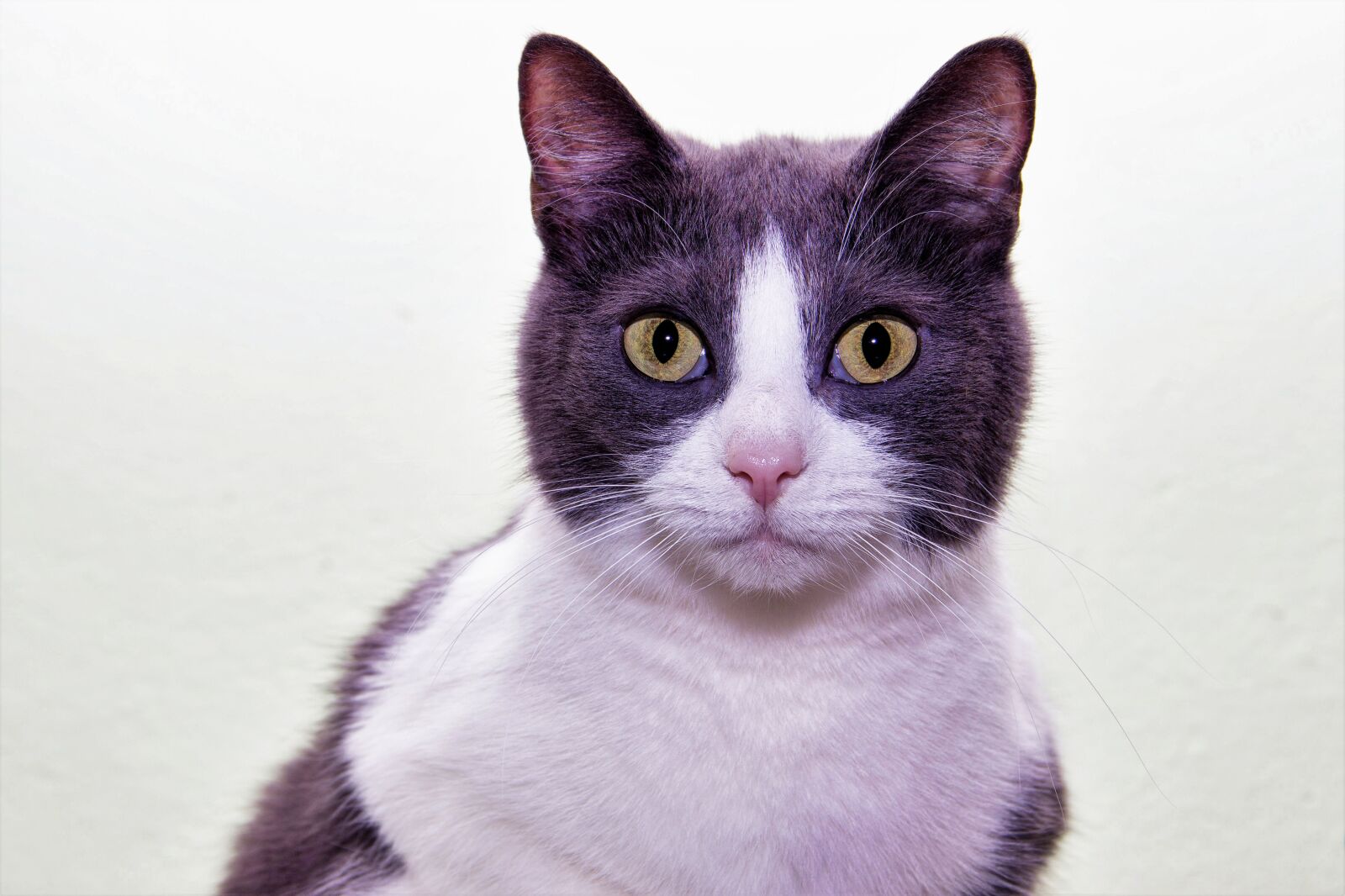 Canon EOS 600D (Rebel EOS T3i / EOS Kiss X5) sample photo. Cat, domestic cat, pet photography