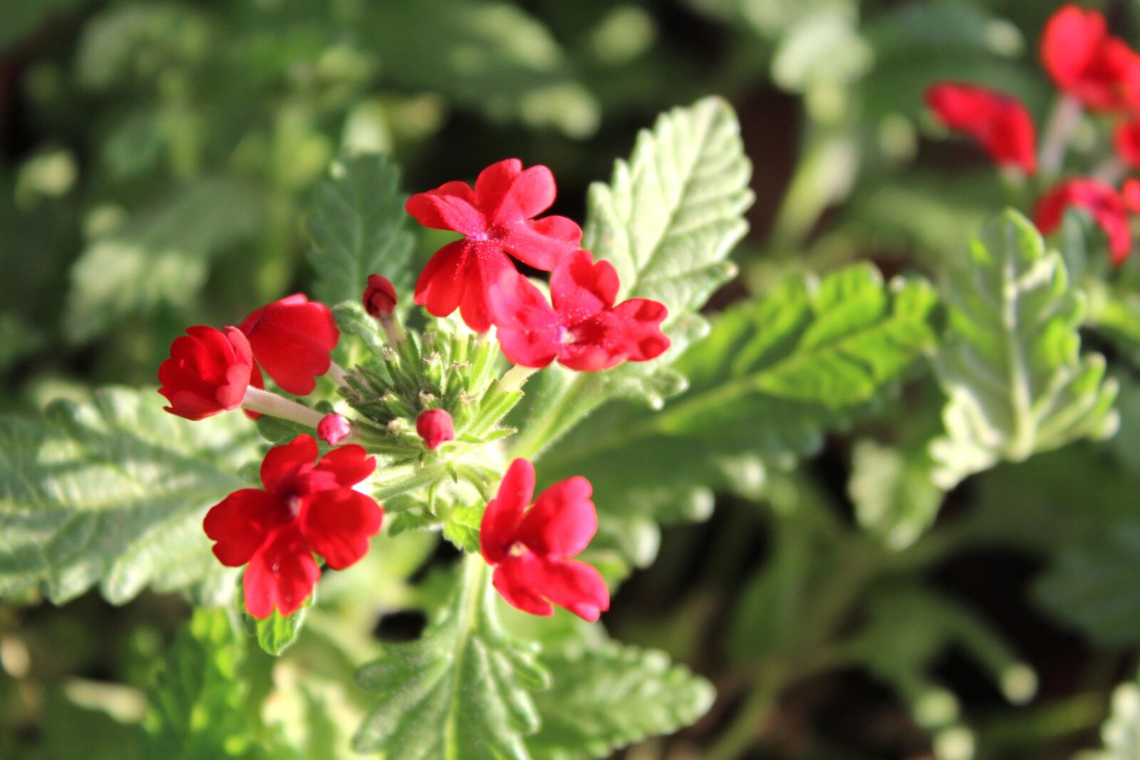 Canon EOS 600D (Rebel EOS T3i / EOS Kiss X5) sample photo. Red flower, garden, blossom photography