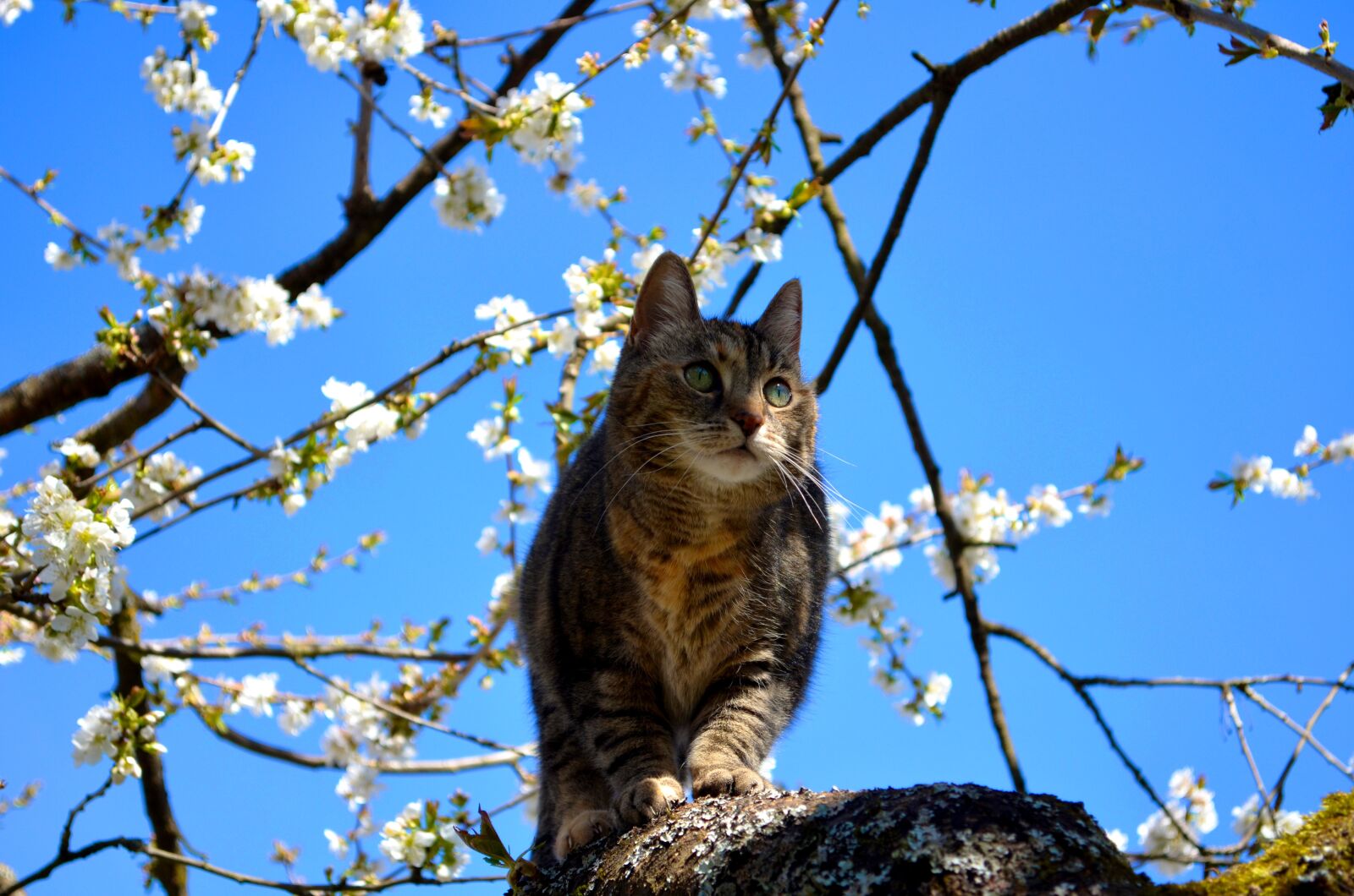 Nikon D5100 sample photo. Cat, tree, nature photography