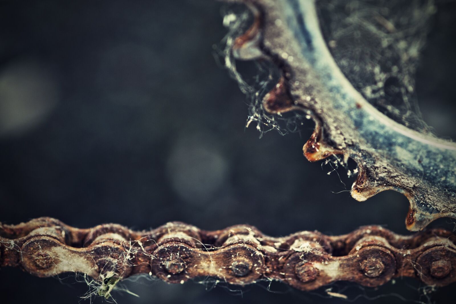 Nikon D700 sample photo. Round, chain, web photography
