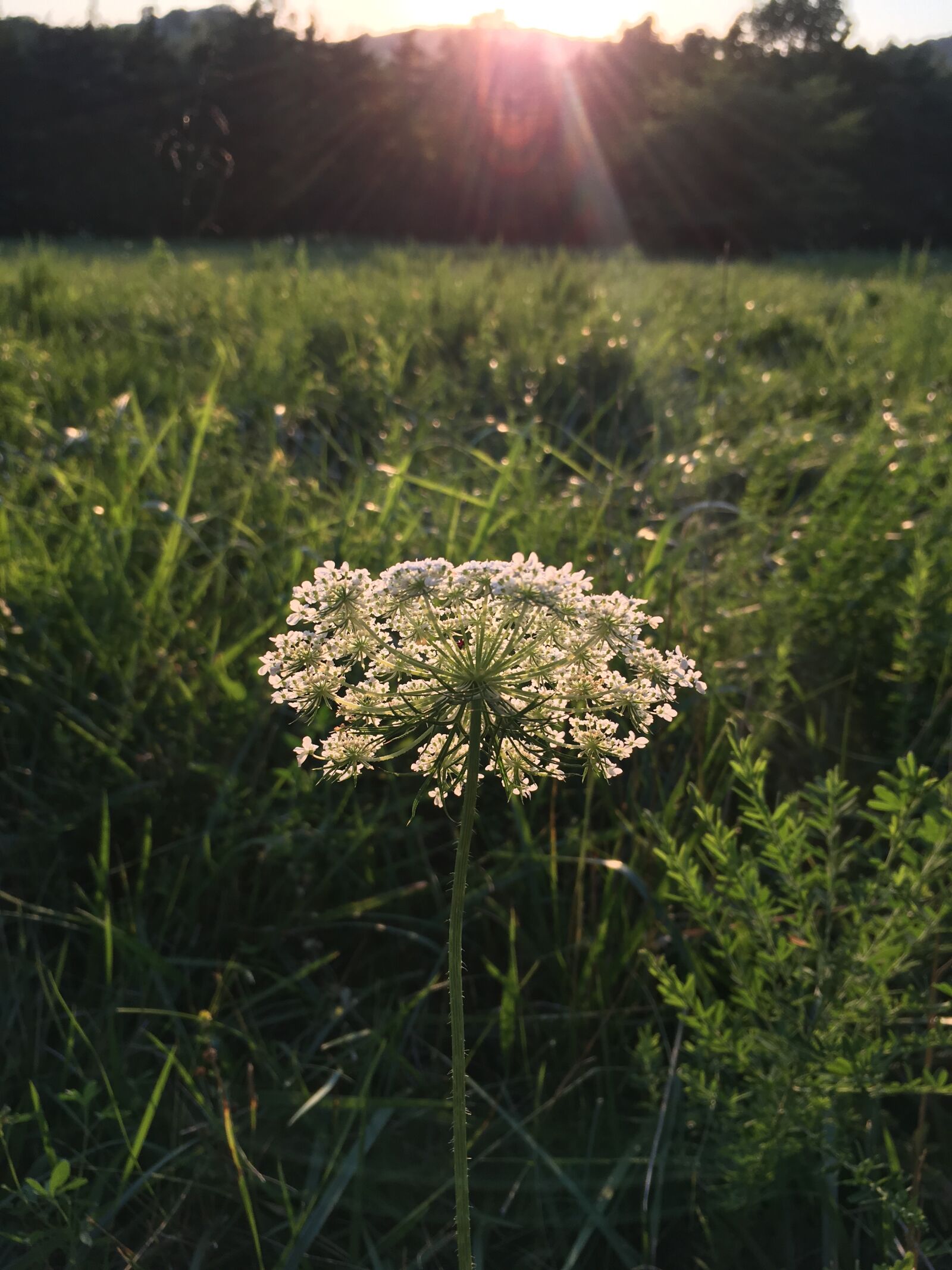 iPhone SE back camera 4.15mm f/2.2 sample photo. Nature, flour, flores photography