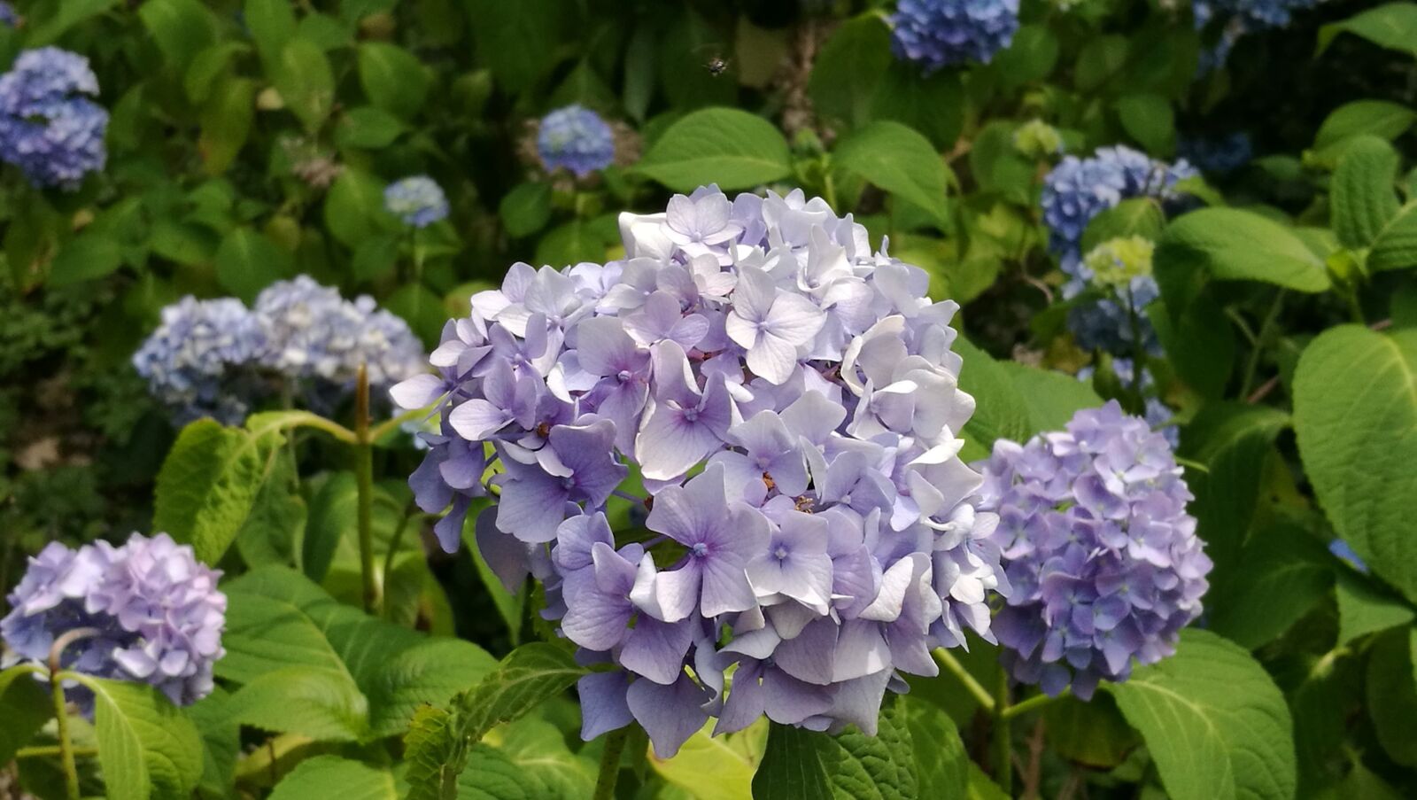 HUAWEI P9 sample photo. Garden, blossom, bloom photography