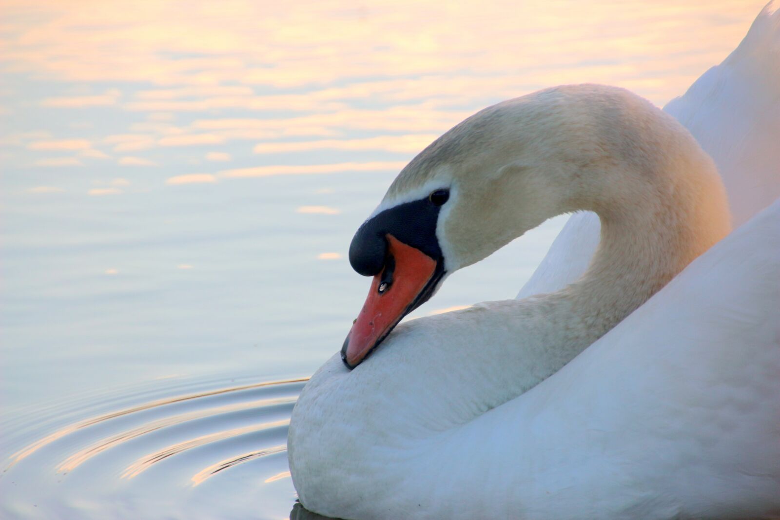 Canon EOS 650D (EOS Rebel T4i / EOS Kiss X6i) sample photo. Swan, mute swan, cygnus photography