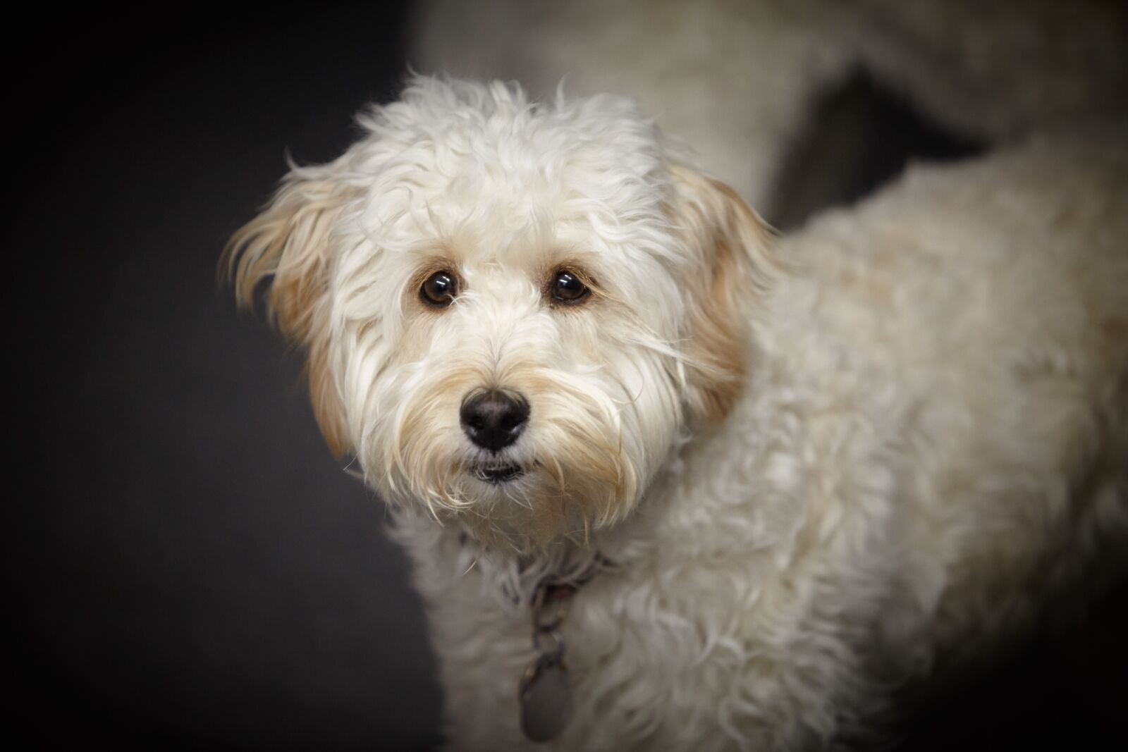 Canon EOS 5D Mark II sample photo. Puppy, labradoodle, white dog photography