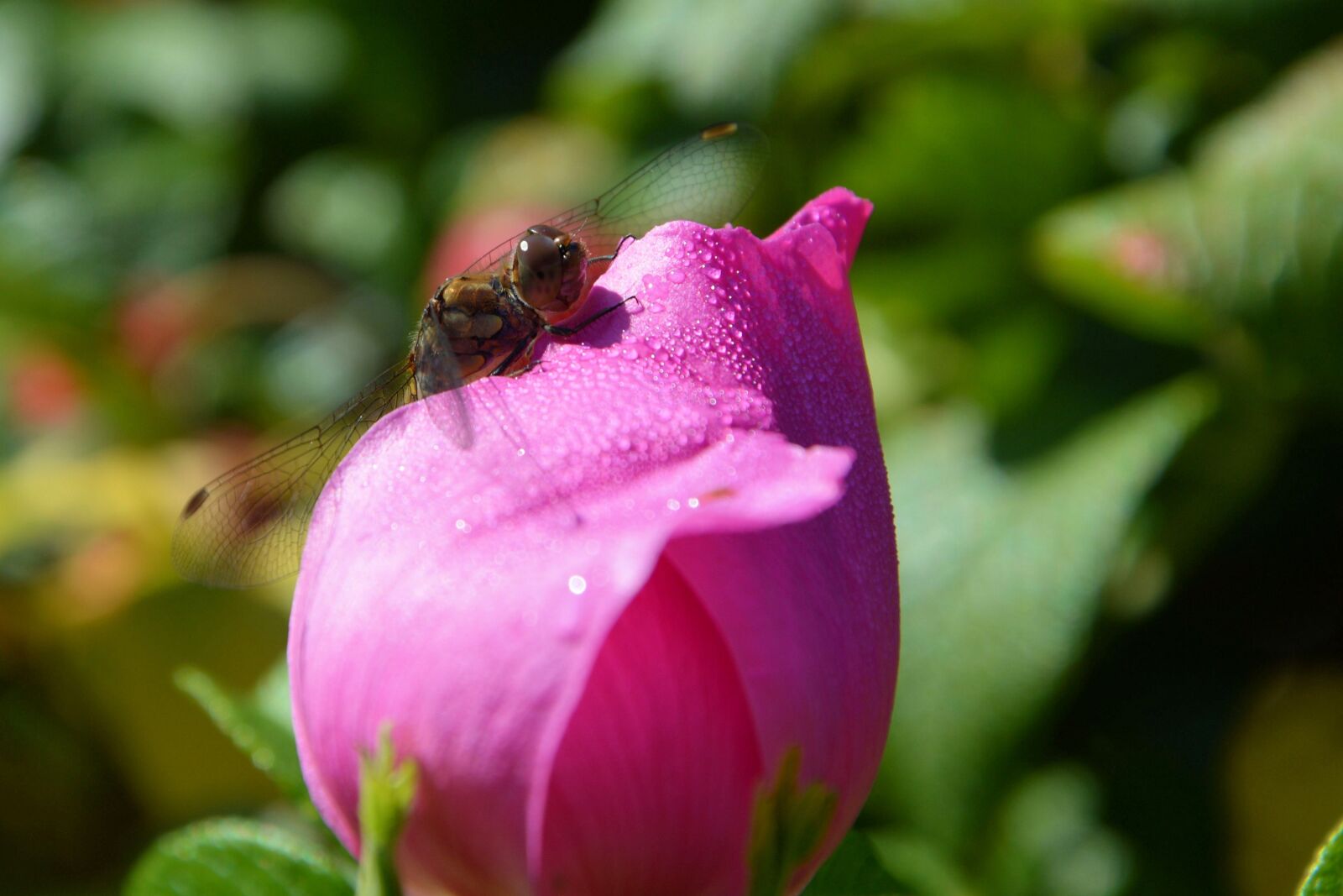 Nikon D3200 sample photo. Blossom, bloom, flower photography