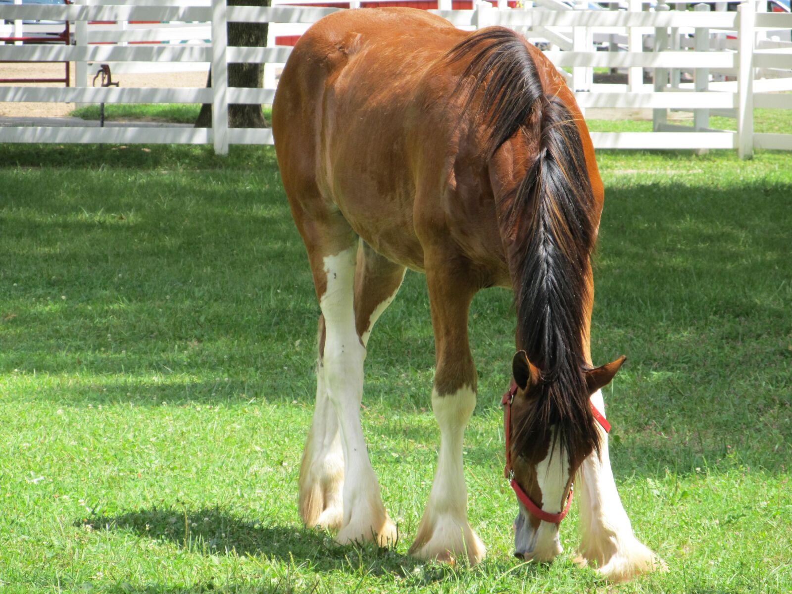 Canon PowerShot SX130 IS sample photo. Horse, grazing, pasture photography