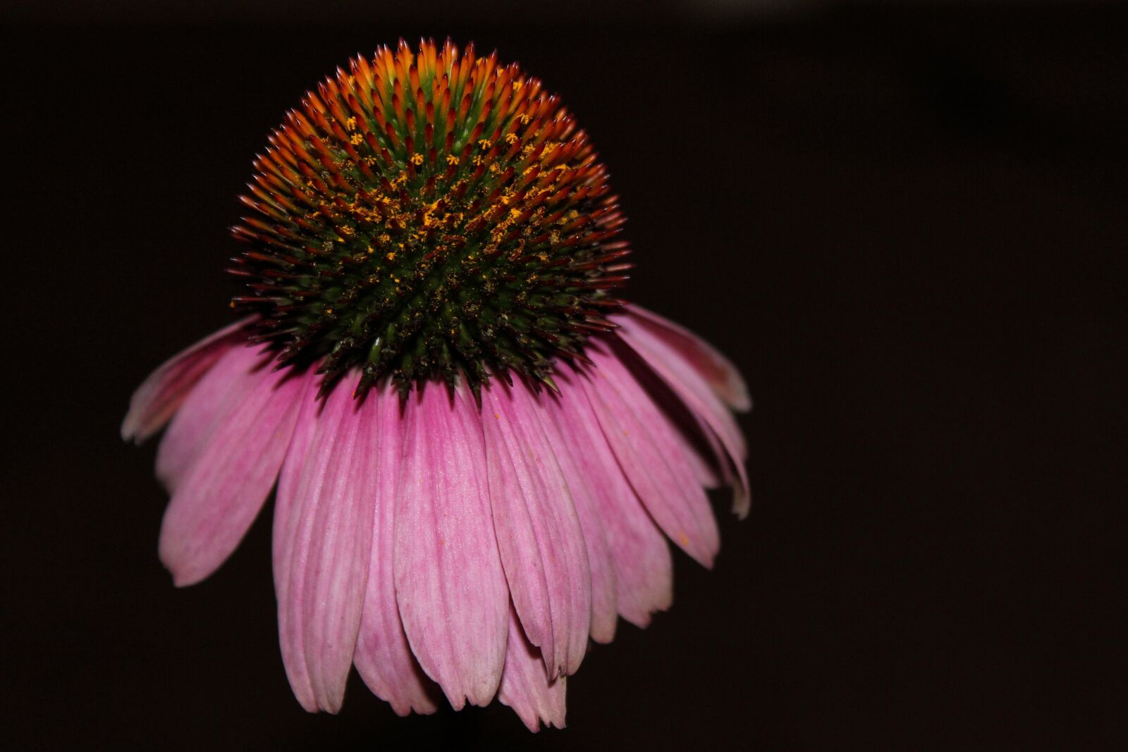 Canon EOS 600D (Rebel EOS T3i / EOS Kiss X5) sample photo. Coneflower, pallida, composites photography