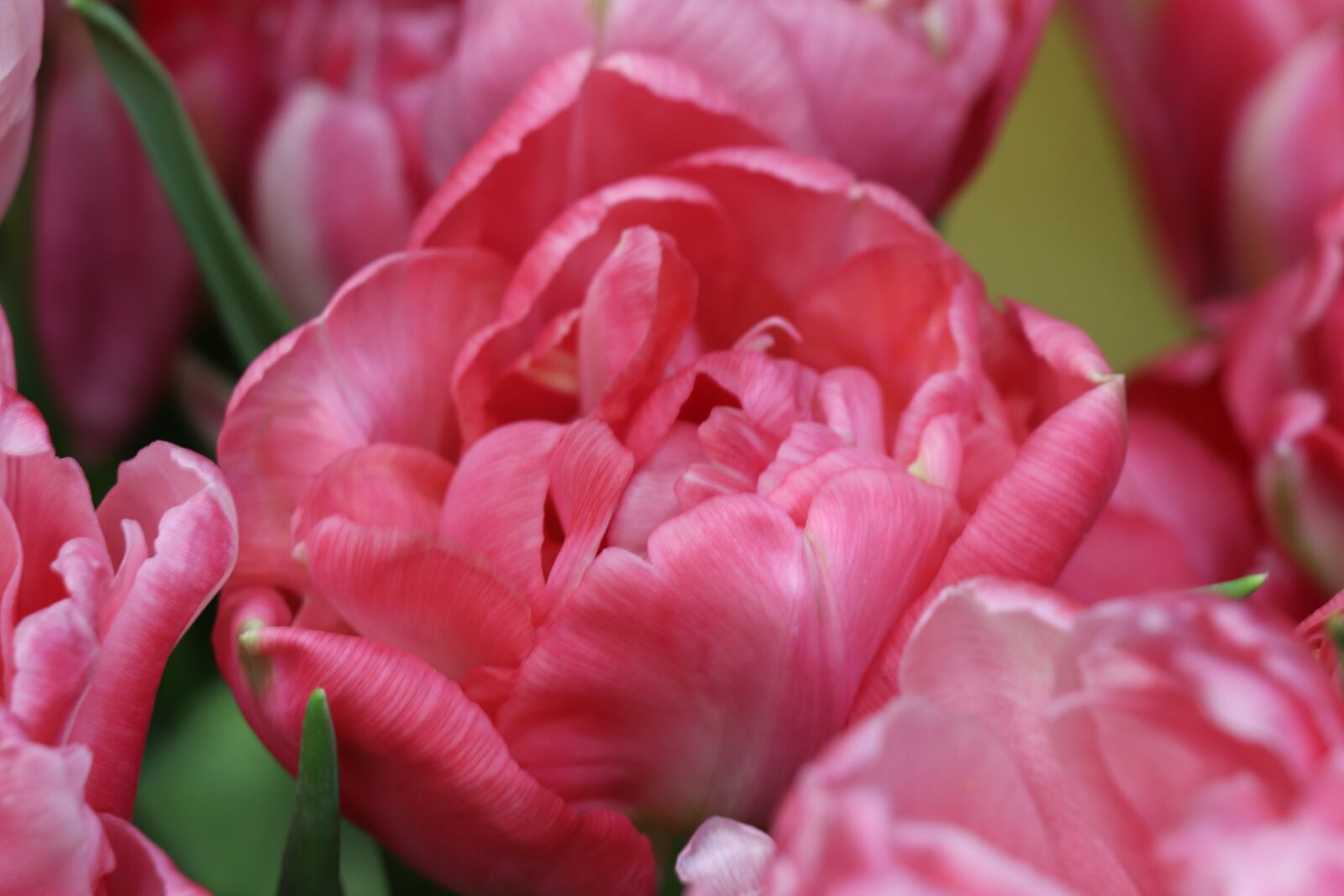 Canon EOS 77D (EOS 9000D / EOS 770D) sample photo. Tulips, tulip, pink photography