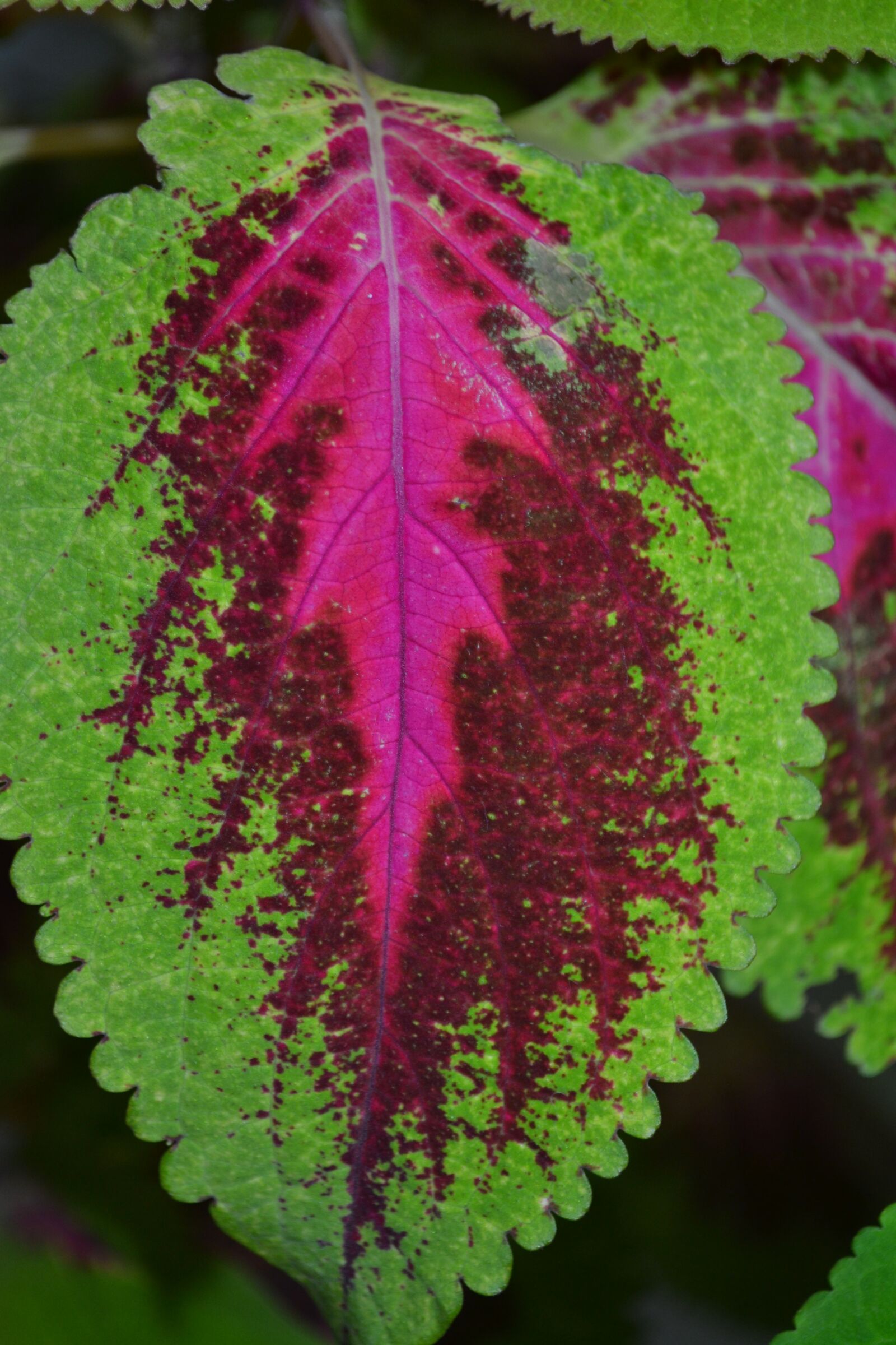 Nikon D3100 sample photo. Leaf, green, red photography