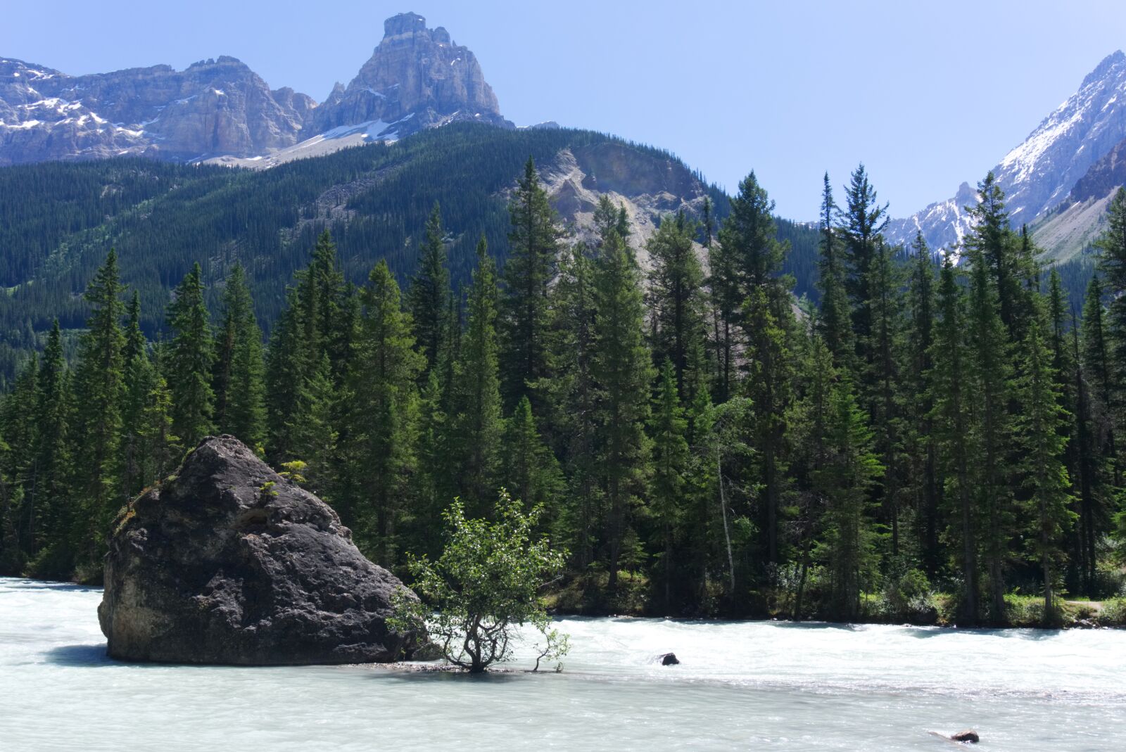 Sony Alpha a5000 (ILCE 5000) sample photo. Nature, tree, kicking horse photography
