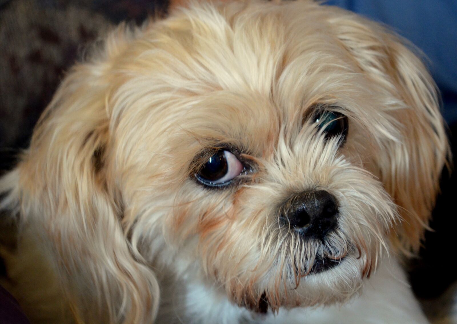 Nikon D5100 sample photo. Dog, terrier, mix photography