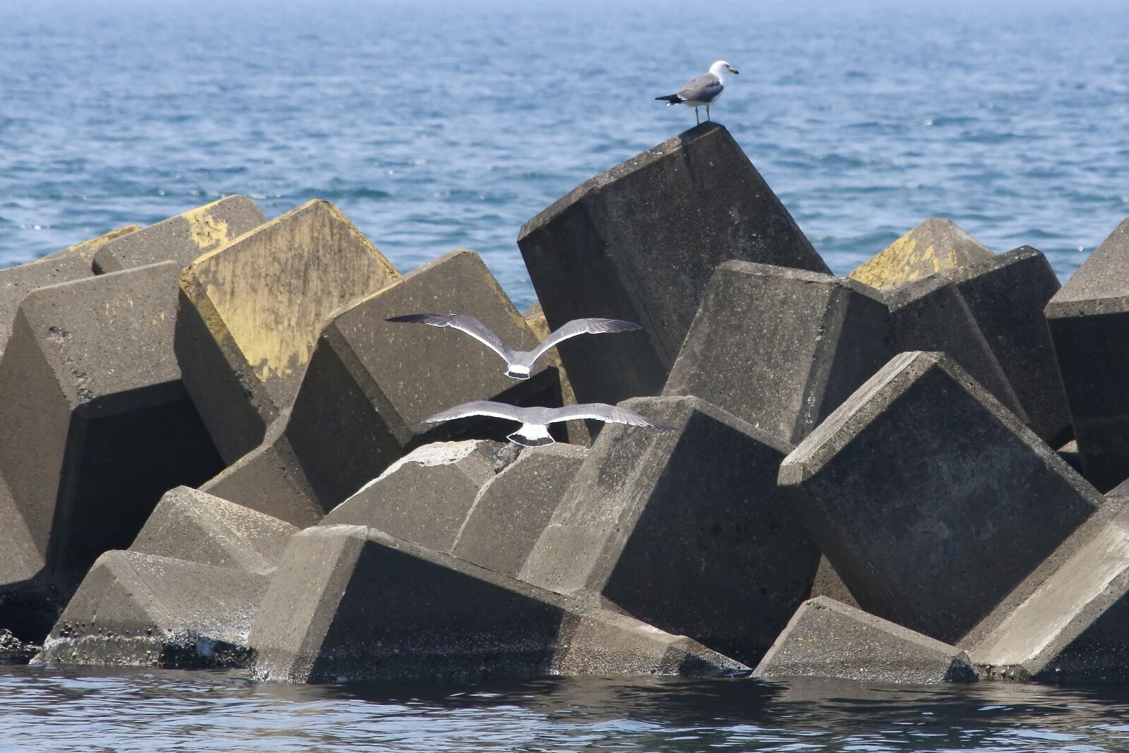Nikon 1 J5 + VR 55-200mm f/4-5.6G sample photo. Animal, sea, beach photography