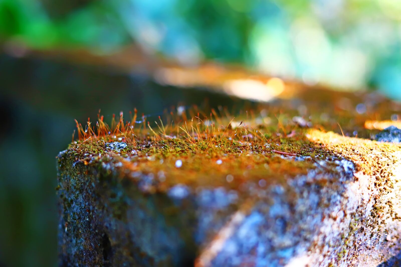 Canon EF 50mm F1.8 STM sample photo. Nature, outdoor, field photography
