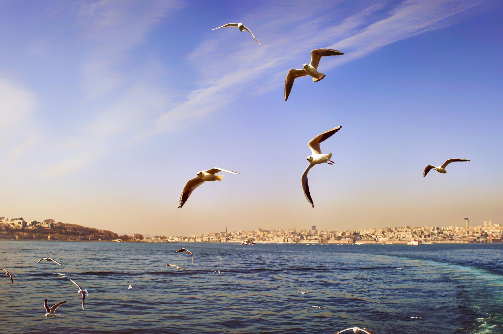 Nikon D3S sample photo. Seagull, landscape, offer photography