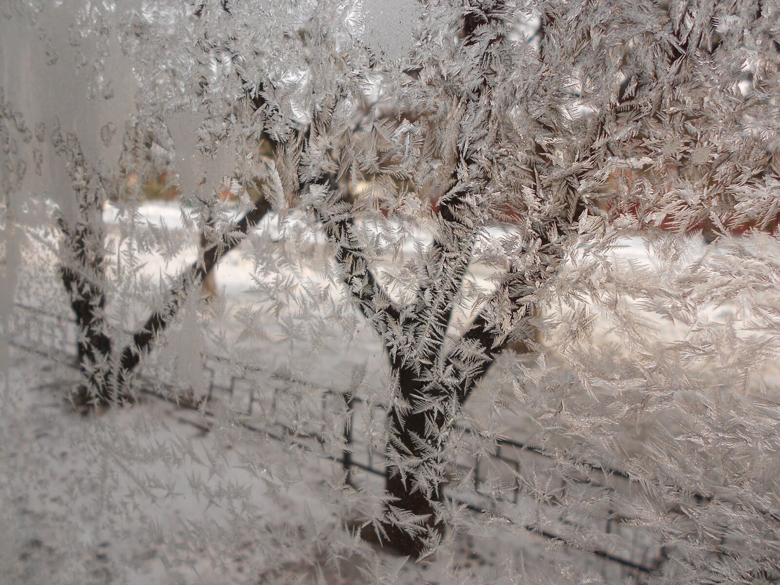 Nikon Coolpix S3100 sample photo. Winter, rime, cold photography