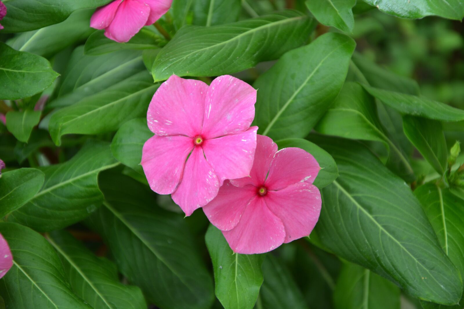 Nikon D5200 sample photo. Pink flowers, green foliage photography