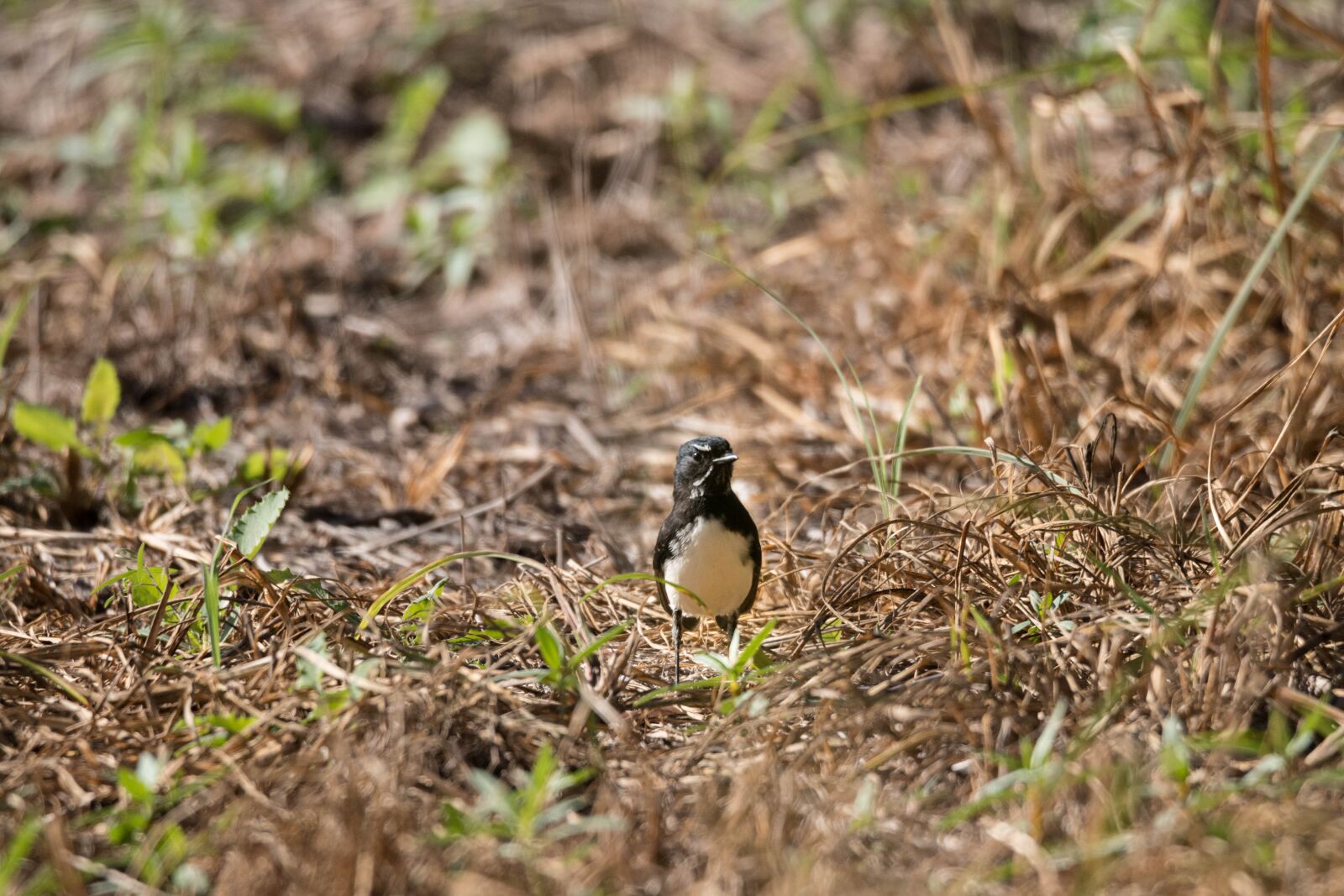 Canon EOS 70D sample photo. Bird, nature, animal photography