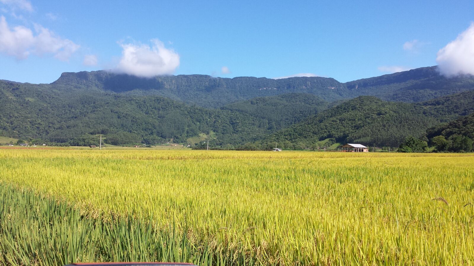 Samsung Galaxy S4 sample photo. Nature, landscape, tree photography