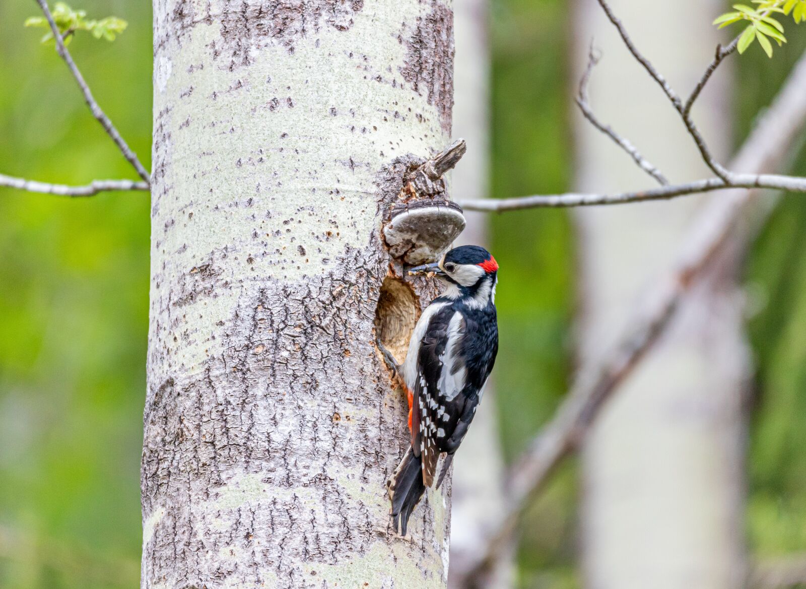 150-600mm F5-6.3 DG OS HSM | Contemporary 015 sample photo. Woodpecker, bird, nature photography