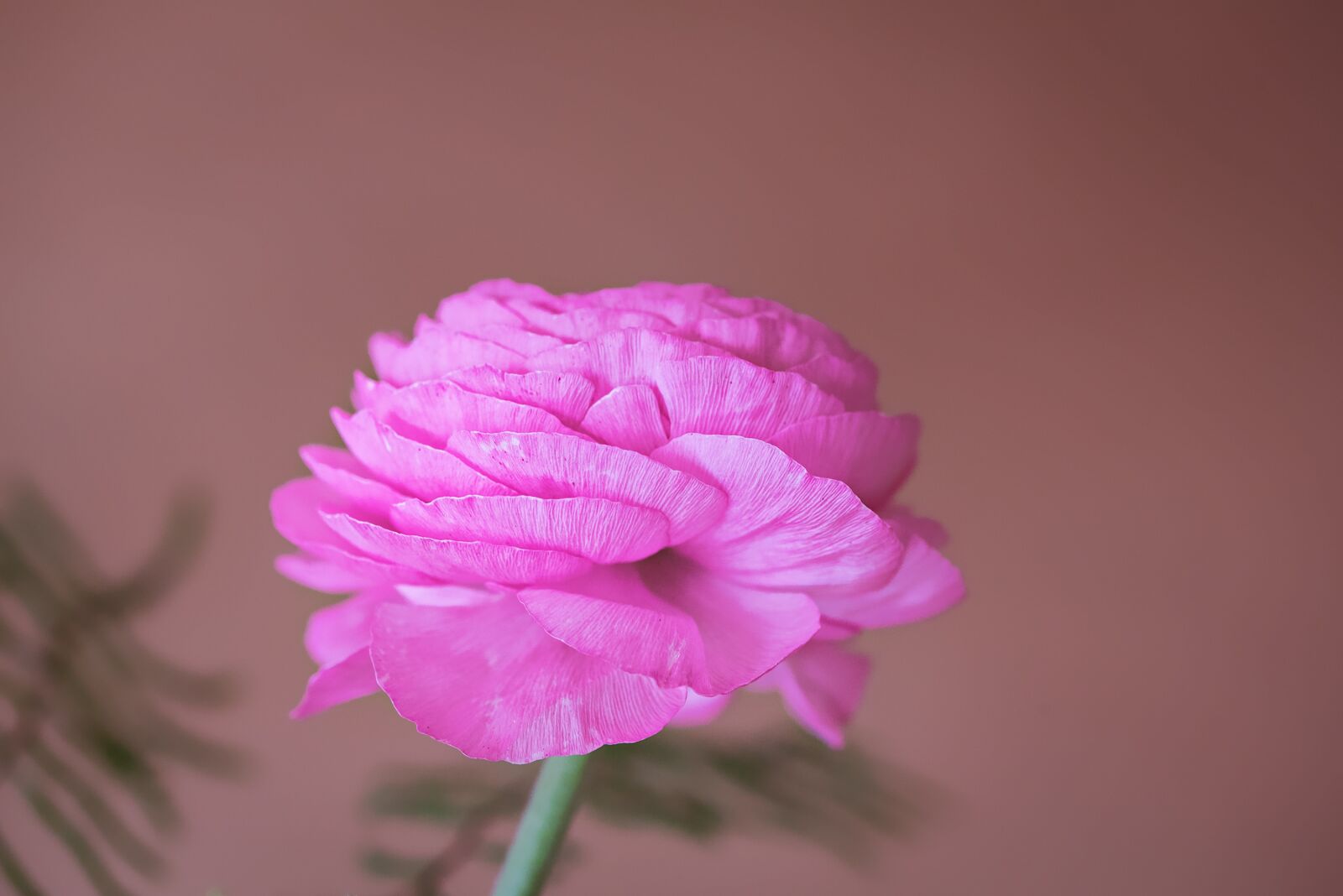 Nikon D750 sample photo. Ranunculus, flower, pink photography